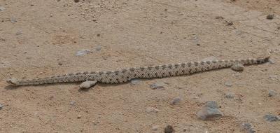 Sidewinder Rattle Snake