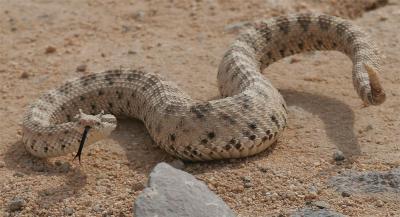 Sidewinder Rattle Snake