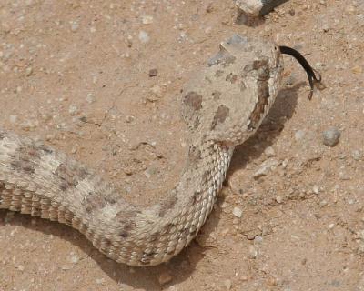 Sidewinder Rattle Snake