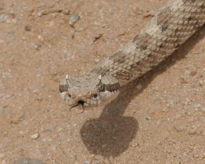 Sidewinder Rattle Snake