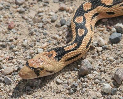 Gopher Snake