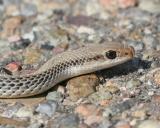 Patch-nosed Snake