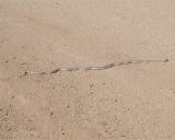 Patch-nosed Snake
