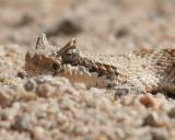 Sidewinder Rattlesnake