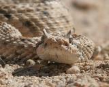 Sidewinder Rattlesnake