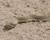 Mojave Green Rattle Snake