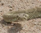 Mojave Green Rattle Snake