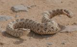 Sidewinder Rattle Snake
