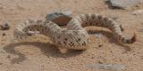 Sidewinder Rattle Snake