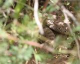 Sidewinder Rattle Snake