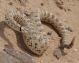 Sidewinder Rattle Snake