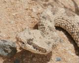 Sidewinder Rattle Snake