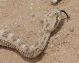 Sidewinder Rattle Snake