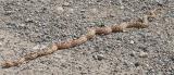 Gopher Snake
