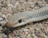 Patch-nosed Snake