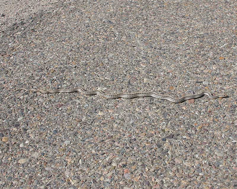 Patch-nosed Snake