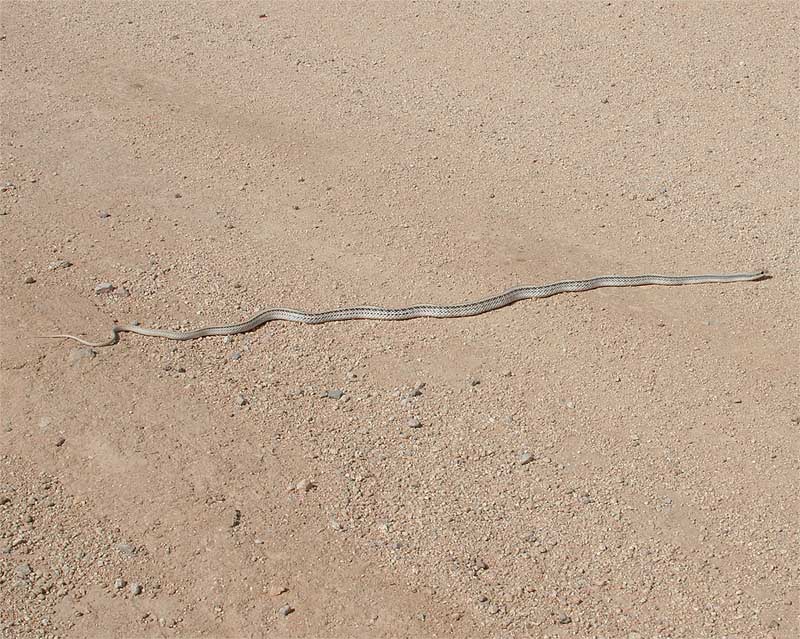 Patch-nosed Snake