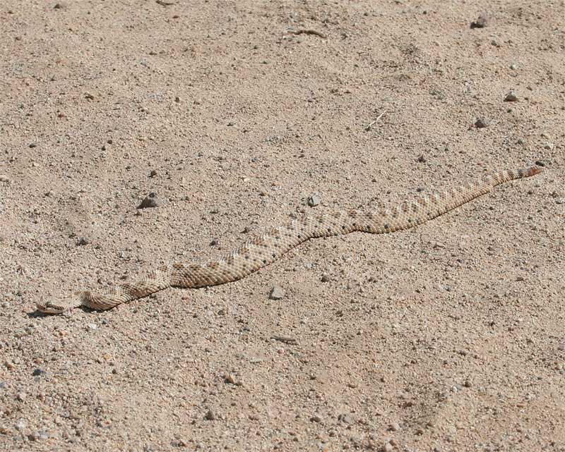 Sidewinder Rattlesnake