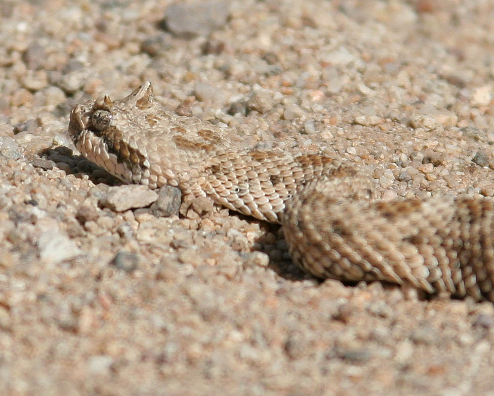 Sidewinder Rattlesnake
