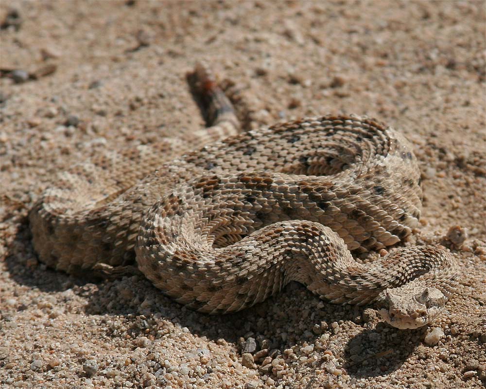Sidewinder Rattlesnake