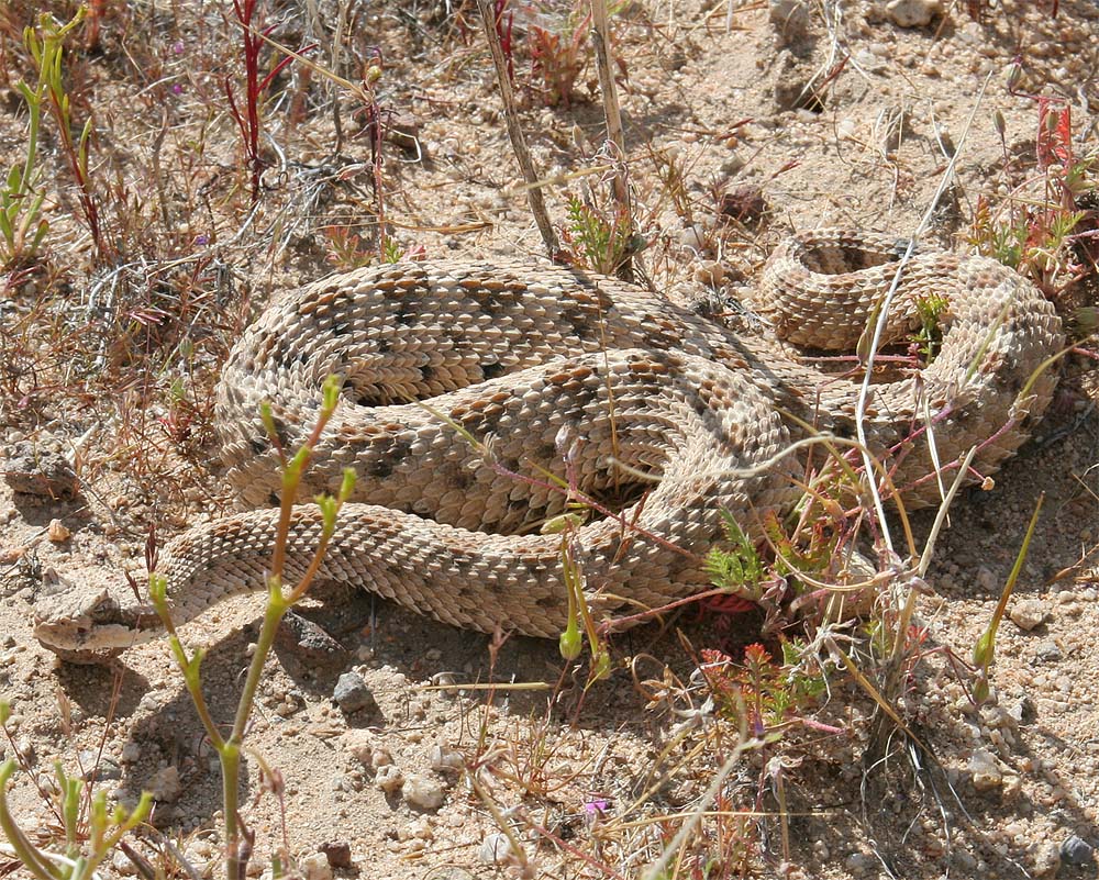 Sidewinder Rattlesnake