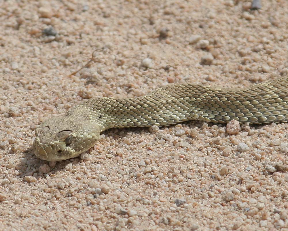 Mojave Green Rattle Snake