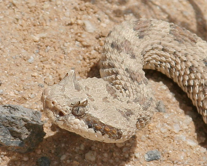 Sidewinder Rattle Snake