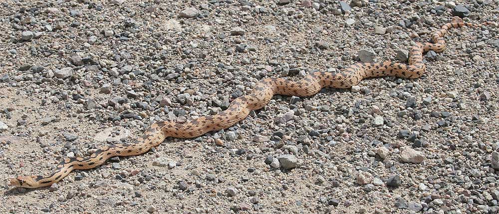 Gopher Snake