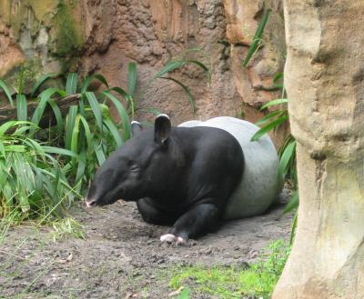 Tapir, Animal Kingdom