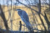 Grey Heron