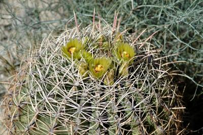 Anza-Borrego Desert State Park-cactus 05