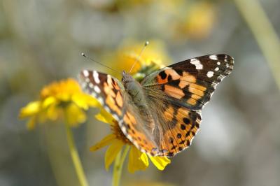 Painted Lady 02