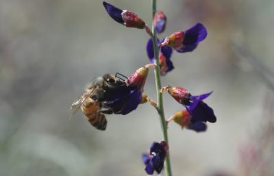 Anza-Borrego Desert State Park-Bee 01