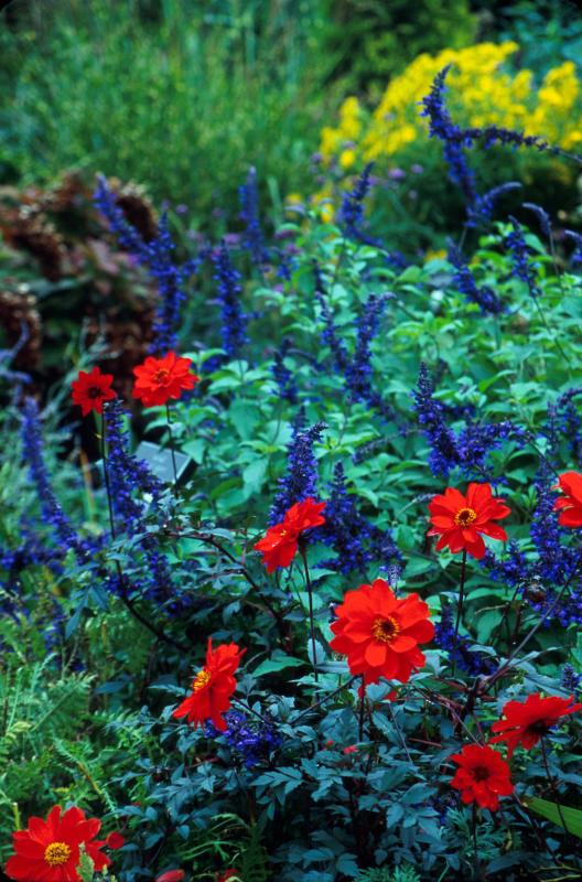 salvia dahliia combo