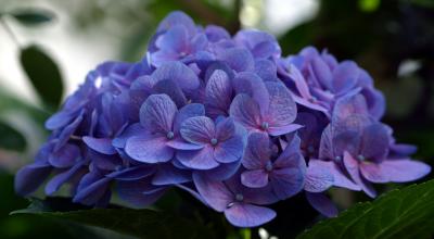 Hydrangea 2958e.jpg