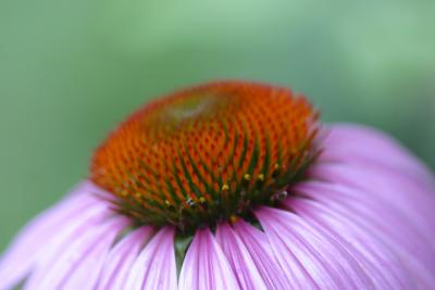 Echinacea 2996e.jpg