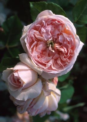roses (I think it's Kathryn Morley)