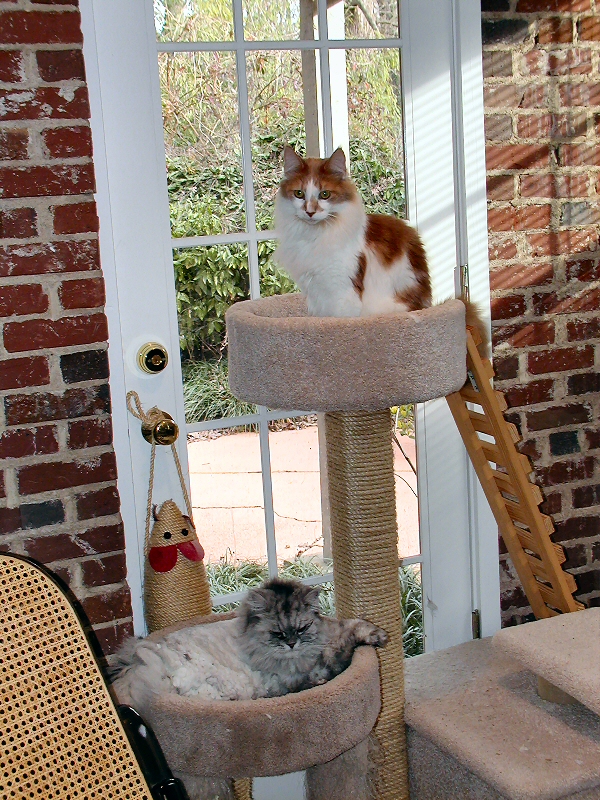 Cats At Large