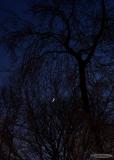 quarter moon lit trees