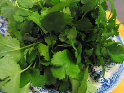 Cilantro or Coriander