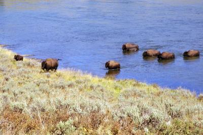 Yellowstone buffaloes