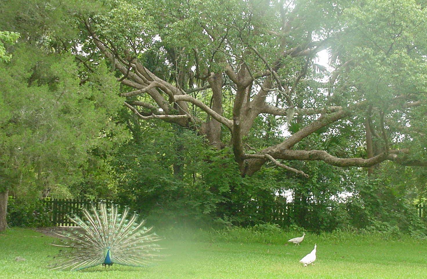 The grounds are most incredible.  There are several peacocks around.