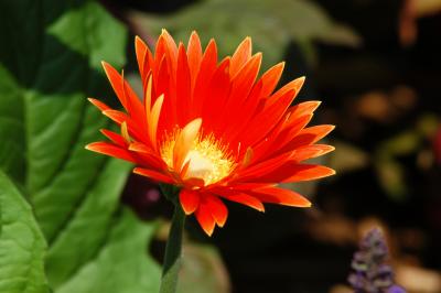 N90S with SB80DX and AF-S 24-85 f/3.5-4.5G IF-ED