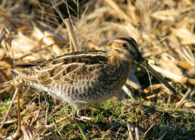 snipe2.jpg