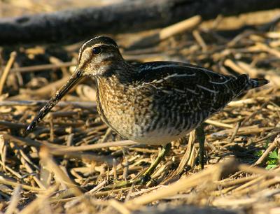 snipe5.jpg