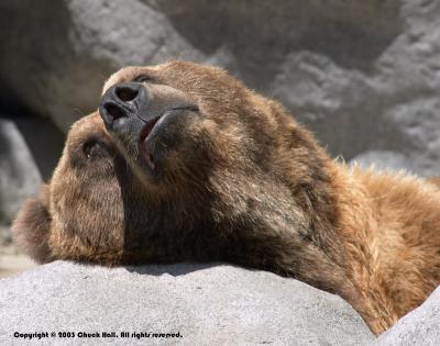 Kodiak Dreamin'