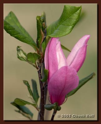 Tulip Tree