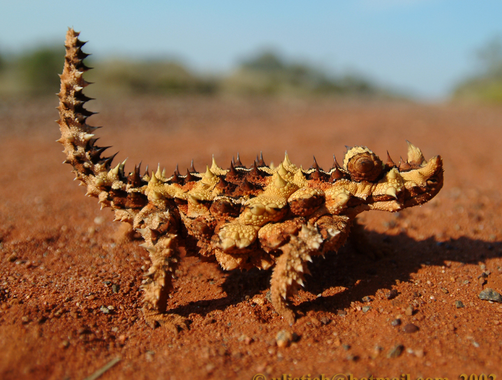 Thorny Devil Dragon