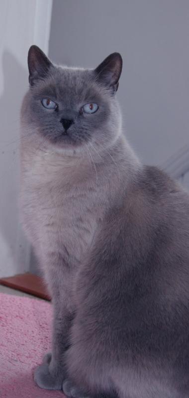 Kitty Blue Eyes