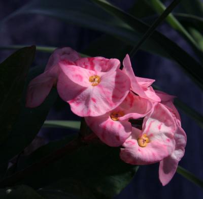 Crown of Thorns Flower